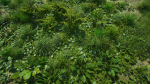 Grasses And Plants Pack unreal asset