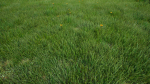 Grasses And Plants Pack unreal asset