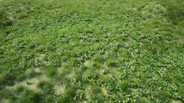 Grasses And Plants Pack unreal asset