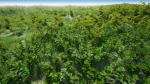 Grasses And Plants Pack unreal asset