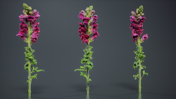 Great Garden Snapdragon Dragon Plant Antirrhinum Majus