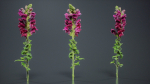 Great Garden Snapdragon Dragon Plant Antirrhinum Majus