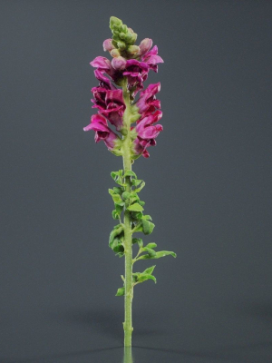 Great Garden Snapdragon Dragon Plant Antirrhinum Majus