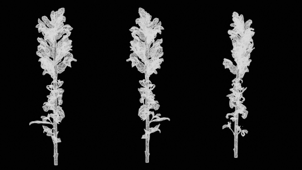 Great Garden Snapdragon Dragon Plant Antirrhinum Majus