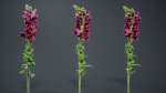 Great Garden Snapdragon Dragon Plant Antirrhinum Majus