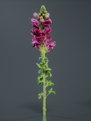 great-garden-snapdragon-dragon-plant-antirrhinum-majus-3d-model-5258f5ab37