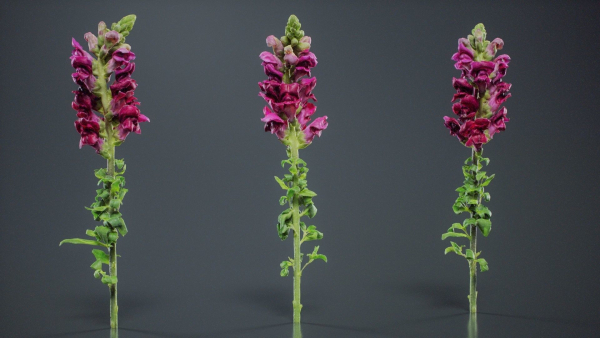 Great Garden Snapdragon Dragon Plant Antirrhinum Majus