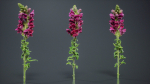 Great Garden Snapdragon Dragon Plant Antirrhinum Majus