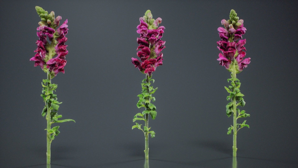 Great Garden Snapdragon Dragon Plant Antirrhinum Majus