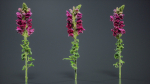 Great Garden Snapdragon Dragon Plant Antirrhinum Majus