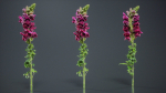 Great Garden Snapdragon Dragon Plant Antirrhinum Majus