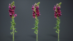 Great Garden Snapdragon Dragon Plant Antirrhinum Majus