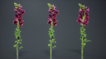 Great Garden Snapdragon Dragon Plant Antirrhinum Majus