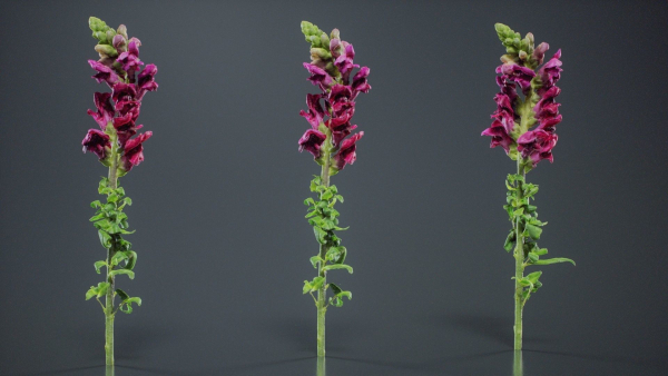 Great Garden Snapdragon Dragon Plant Antirrhinum Majus