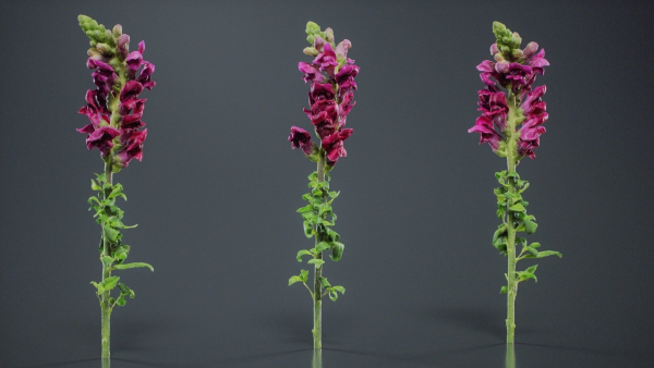 Great Garden Snapdragon Dragon Plant Antirrhinum Majus