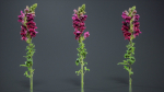 Great Garden Snapdragon Dragon Plant Antirrhinum Majus
