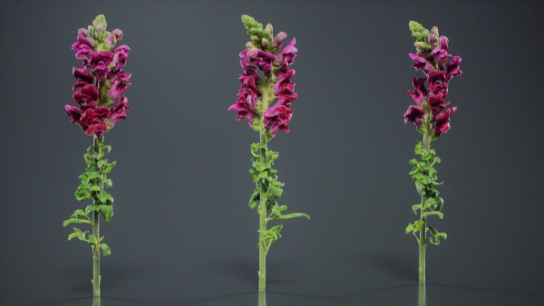 Great Garden Snapdragon Dragon Plant Antirrhinum Majus