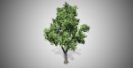 Green Ash Tree