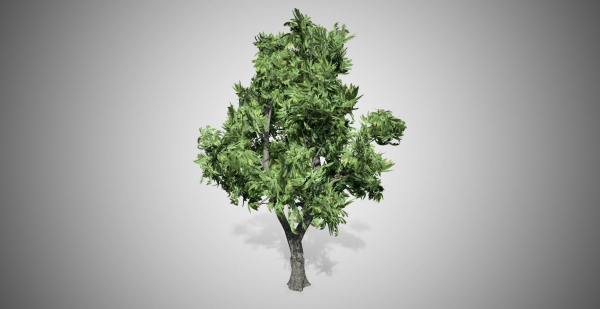 Green Ash Tree