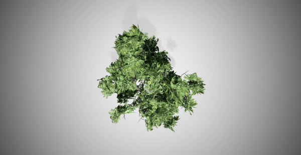 Green Ash Tree