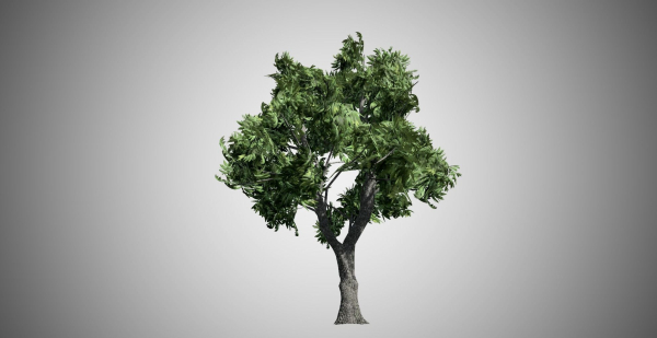 Green Ash Tree