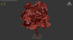 Green Ash Tree