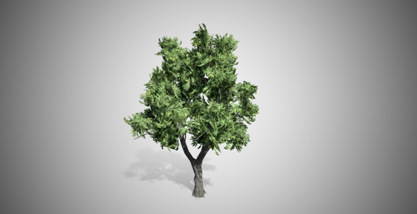 Green Ash Tree