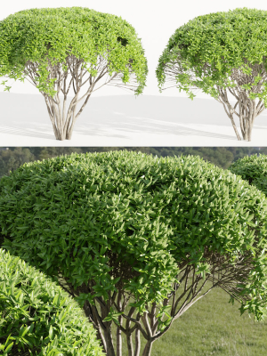 Green Bushes collection vol 193-Blender