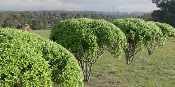 Green Bushes collection vol 193-Blender