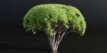Green Bushes collection vol 193-Blender