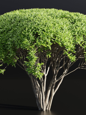 green-bushes-collection-vol-193-blender-3d-model-84b14c38b6