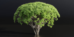 Green Bushes collection vol 193-Blender