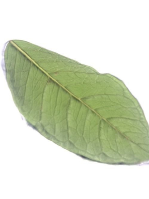 green-leaf-1-3d-scan-3d-model-1ba75fcba3