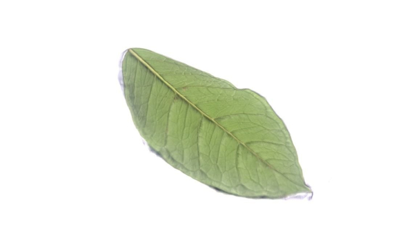 Green Leaf 1 3D Scan