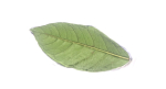 Green Leaf 1 3D Scan
