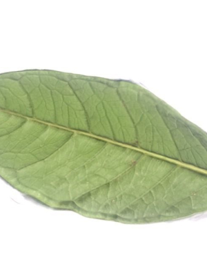 Green Leaf 1 3D Scan