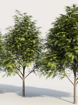 grevillea-edelfeltii-a-tree-3d-model-28babdad7d