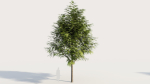 Grevillea edelfeltii a tree