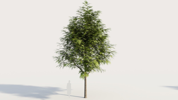 Grevillea edelfeltii a tree