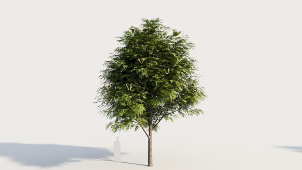 Grevillea edelfeltii a tree