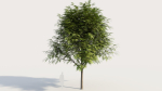 Grevillea edelfeltii a tree
