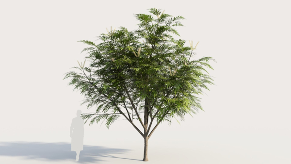 Grevillea edelfeltii c tree