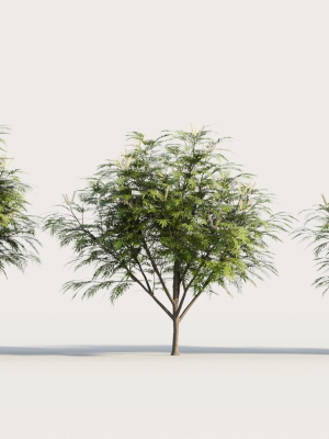 Grevillea edelfeltii c tree