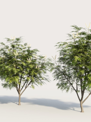 grevillea-edelfeltii-c-tree-3d-model-9ad7b5e204