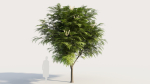 Grevillea edelfeltii c tree