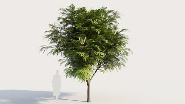 Grevillea edelfeltii c tree