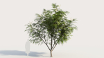 Grevillea edelfeltii c tree