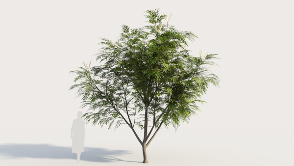 Grevillea edelfeltii c tree