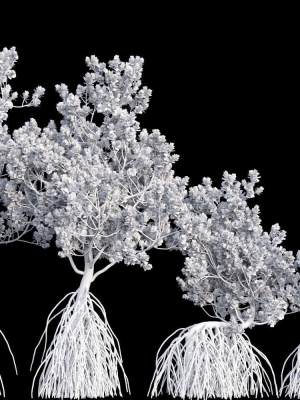 grey-mangrove-3d-model-max-obj-fbx