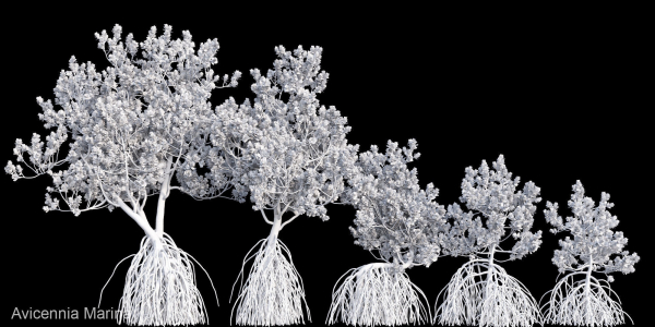 Grey Mangrove